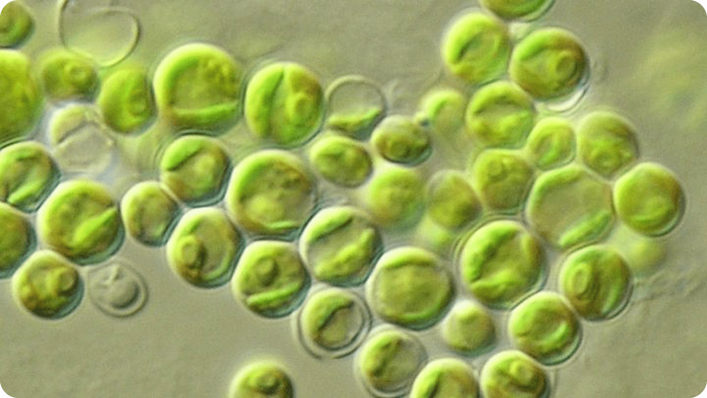 Microalgae First Found