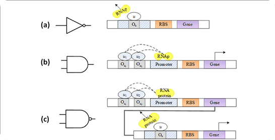 Logic Gate Circuit in Biology