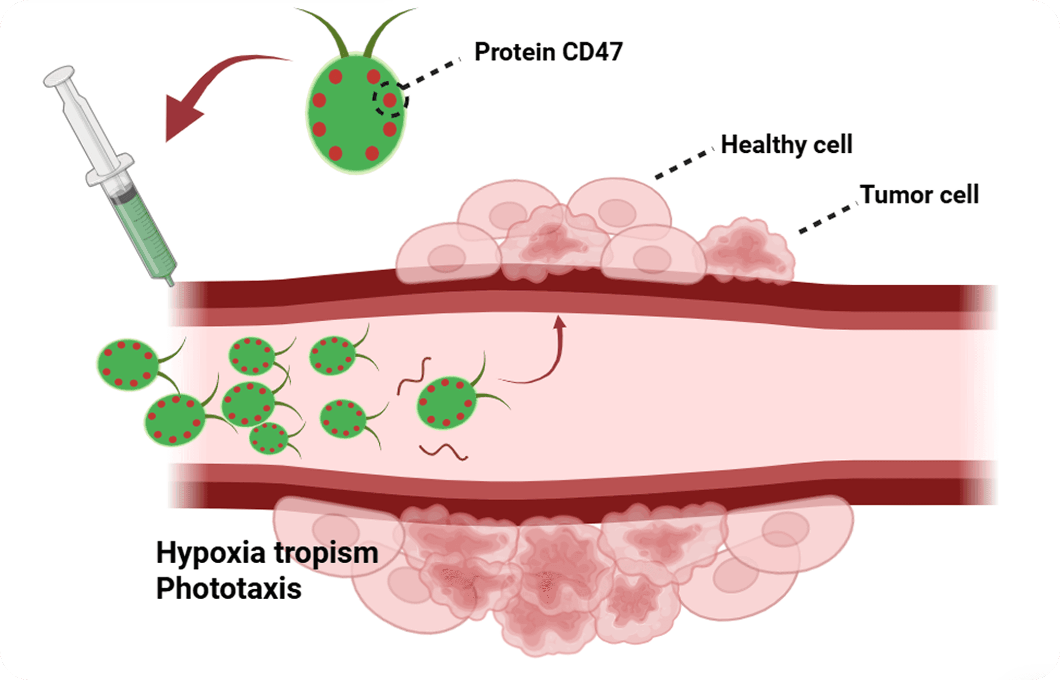 Recent Microalgae advancement as Biomedic