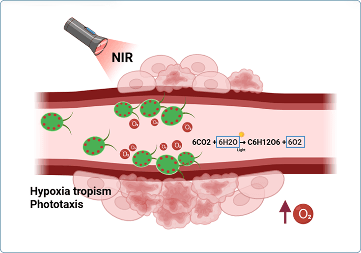 Light-activated oxygen generation to recondition hypoxic tumor niches