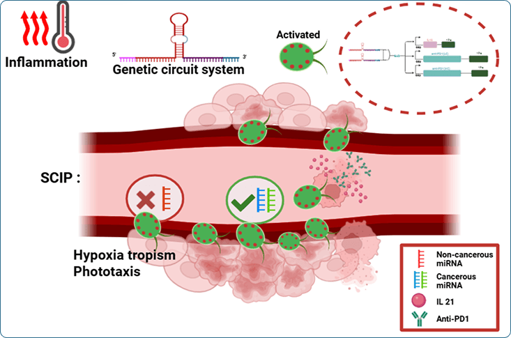 Inflammation-responsive genetic circuit releasing immuno-arsenal
