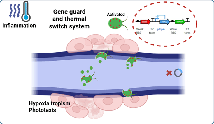 Tumor-triggered activation of gene-guarded microalgae